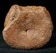 Edmontosaurus (Hadrosaur) Caudal Vertebrae - Montana #12685-1